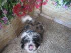 Seelenhund- Welpe Shih tzu abzugeben