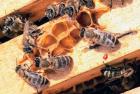 Natürliche Bienenprudukte für DICH DEINEN KÖRPER