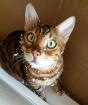 SIMBA und FELIX - Bengal - 7 Jahre - Tierhilfe-Franken e. V.
