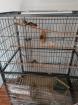 Vogelvoliere mit 6 Zebrafinken und 2 Kanarienvögel