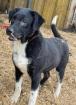 Camillo - Liebenswerter Camillo sucht entspanntes Zuhause