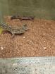 Leopardgeckos plus Terrarium