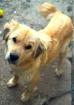 Mabel - Liebenswerte ruhige Mabel sucht entspanntes Zuhause