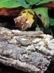 1. 1 Leiocephalus personatus Maskenleguan inkl. großem OSB-Terrarium 140x62 5x90