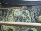 Lygodactylus williamsi 0. 1 Weibchen