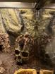 Vogelspinne - Acanthoscurria geniculata