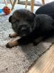 Noch drei von acht Schäferhund Welpen suchen ein Zuhause