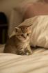 Süße BKH Kitten British Kurzhaar Katzenbabys