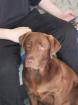 Labrador Welpen zu verkaufen
