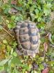 Maurische Landschildkröte männlich mit Cites-Dokumenten abzugeben