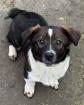 Bertram - betörend hübscher und lebensfroher Hundejunge