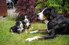 Berner Großer Schweizer Sennenhund Swissydog Puppy Welpe Hund Familienhund Rüde