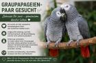 Graupapagei gesucht