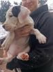 Dogo Argentino Welpen