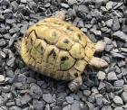 Männliche Landschildkröten NZ 2002 abzugeben