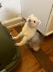Frettchen