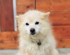 Ziggy sucht ein ruhiges Zuhause