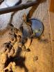 Bartagame Baghira sucht liebevolles neues Zuhause