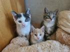 Kater Kätzchen Kitten Katzenbabys