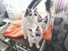 Birma Ragdoll Kitten