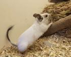 Pärchen sucht dringend ein Zuhause