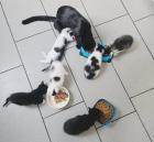 Kitten suchen ab sofort schönes zu Hause