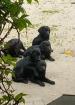 Reinrassige lackschwarze Labradore 600 Euro 39606 Osterburg