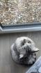 Zwei liebevolle BKH-Mix Katzen