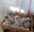 Scottish Fold und Britisch Kurzhaar Mix
