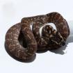 Teppichpython Moerlia Spilota