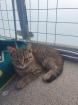 BKH Kitten suchen ein schönes Zuhause