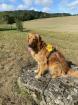 Schone Hovawart/GoldenRetriever Mischlings-Hündin