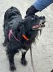 Ronna - Hundedame verliert ihr Zuhause dringend End- oder Pflegeplatz gesucht