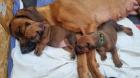 Rhodesian Ridgeback Welpen