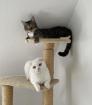 Menschenbezogene Scottish Fold