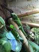 Phelsuma Grandis Weibchen von 2016