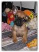 Französische Bulldoggen Babys dürfen ausziehen