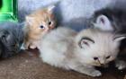 BKH und BLH Kitten abzugeben