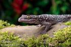 3 Blattzehengeckos komplett ausgestattetes Terrarium