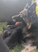Altdeutsche Schäferhunde Welpen