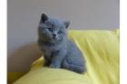 Wunderschöne reinrassige BKH Kitten Kätzchen