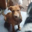 Vlad - Hübscher Junghund Vlad sucht einfühlsames Zuhause
