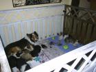 Wunderschöne reinrassige Colliewelpen
