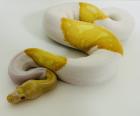 0 1 Königspython Albino Piebald Albinopied