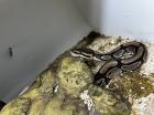 Königspythons Pärchen zu verschenken