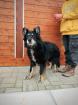 Knox ein absoluter Traumhund