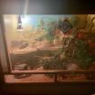 VK Terrarium mit 4 Leopardengeckos