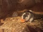Rennmaus w ca. 2 Jahre sucht neues Zuhause mit neuer Partnerin