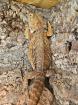 Bartagame Pogona vitticeps weiblich 5 5 Jahre alt
