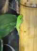 Phelsuma grandis Nachwuchs
